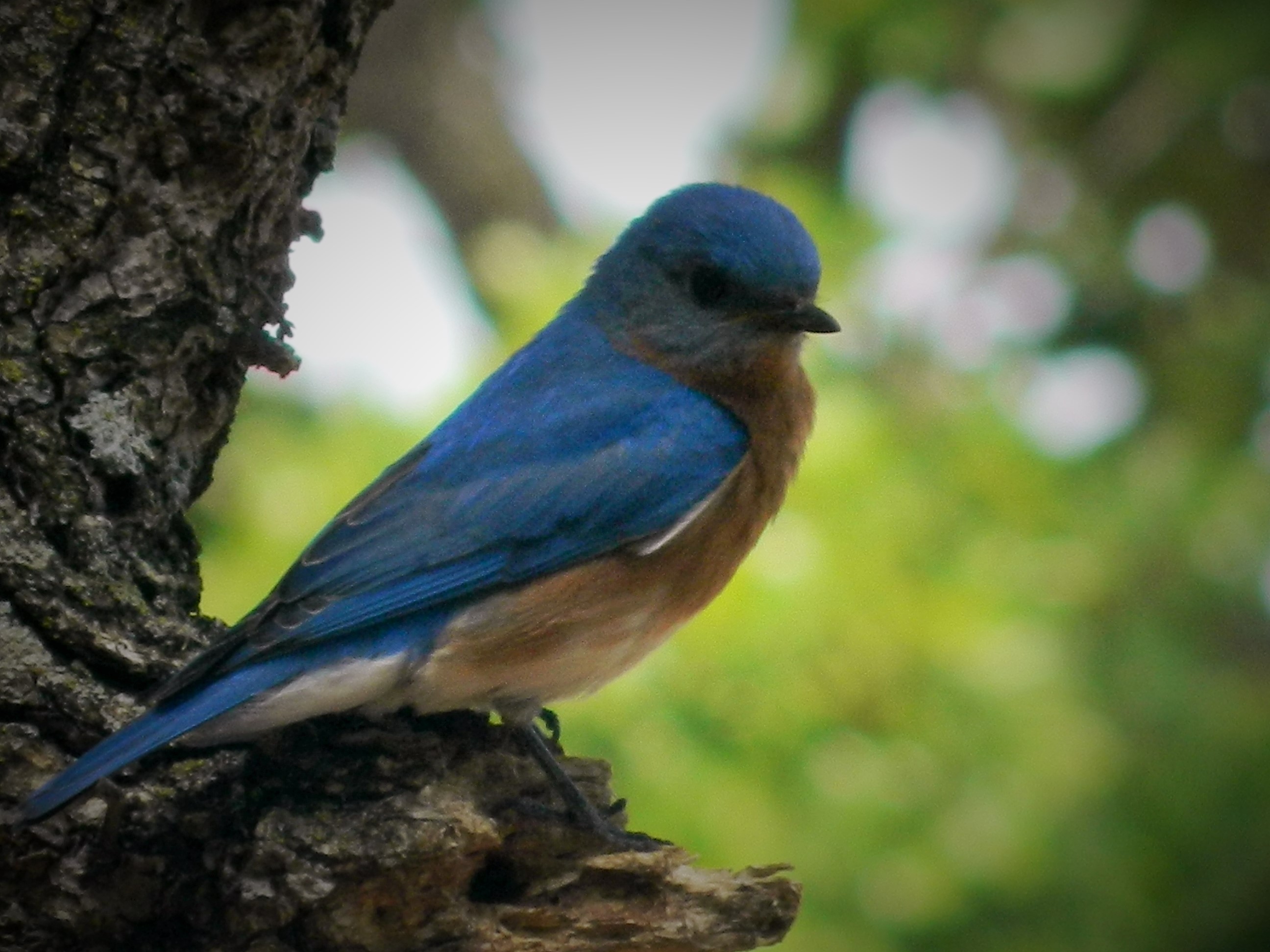How to attract Eastern Bluebirds to your yard | Wild Birds ...